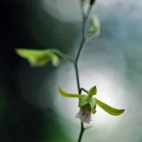 Eulophia epidendraea (J.Koenig ex Retz.) C.E.C.Fisch.